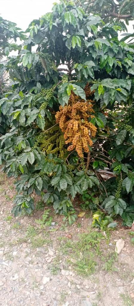 Coffee plants in production