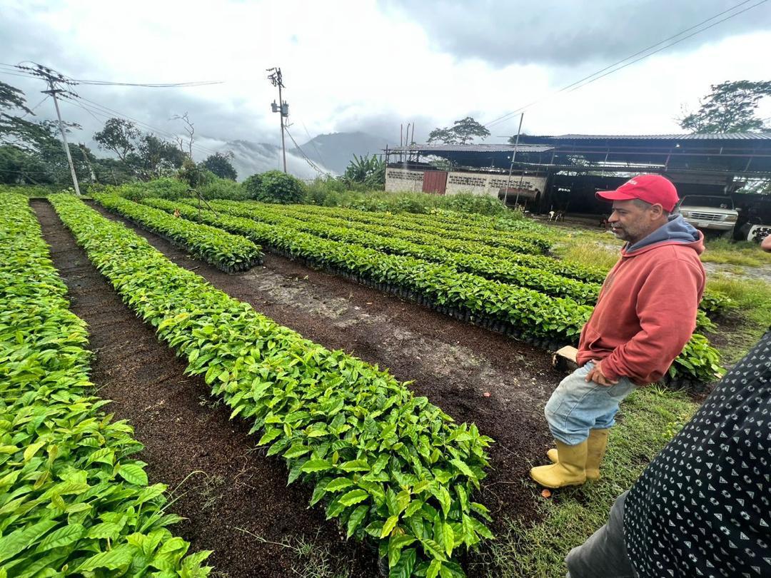 CARF coffee nursery